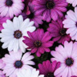 Meet your Posher, Adèle